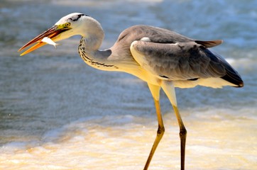 oiseau héron grue  eau mer océan plage pêche poisson bec pattes 