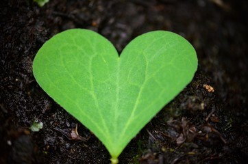 feuille plante nature vert coeur  nervure amour trêfle