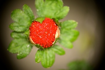 fraise sauvage coeur rouge feuille fruit nature  gros plan 