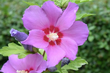Zartlila Blüten des wilden Hibiskus (auch Eibisch genannt) in Großaufnahme