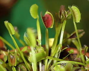 a carnivorus plant - Dionaea muscipula