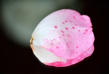 gros plan fleur pétale rose nature flore