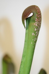 a carnivorus plant- sarracenia minor