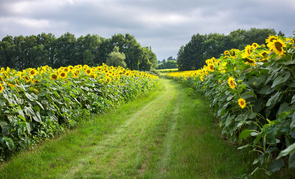 Chemin dans un champ de tournesols