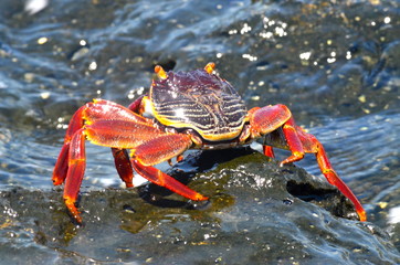 crabe rouge crustacés eau 