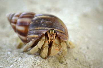carapace bernard lermite sable antennes pattes