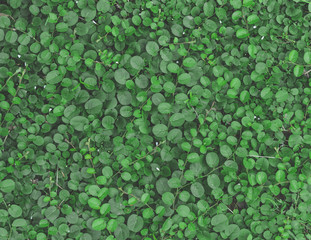 green leaf background