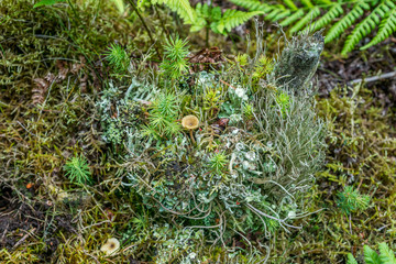 Lichen covered stump.