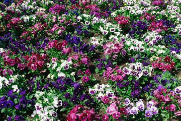 Obraz na płótnie Canvas Rows of spring flowers planted to the park.