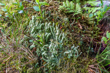 Red crest lichen.