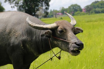 Buffalo is a four-foot animal that feeds on milk. Have a long time to eat grass. I like to live...