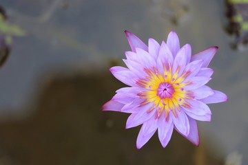 Purple lotus flower beautiful  nature in the pond