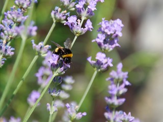 Hummel auf Lavendel