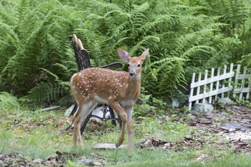 Young Fawn