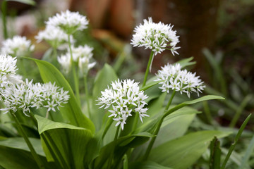 Bärlauch mit Blüten (Allium ursinum) 