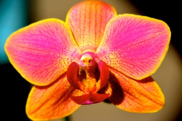 Fototapeta na wymiar fleur orchidée macro plante flore nature orange rose pistil coeur 