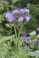 Bartblumen Blüten  (Caryopteris)