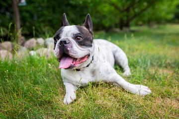 Fototapeta premium French bulldog lying down in the garden