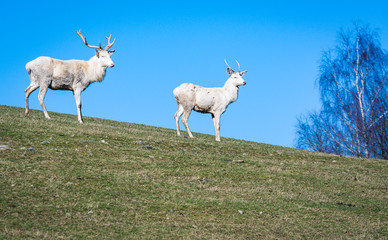 Two white deer looking