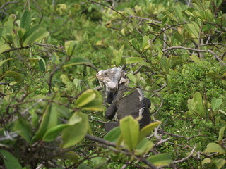 Iguanes, Antilles