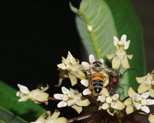 Honey Bee on a Milkweed Blossom