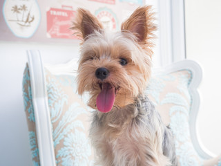 Small cute funny Yorkshire Terrier puppy dog stand on the luxury chair and looking for something.