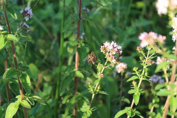 Biene auf Flieder (5)