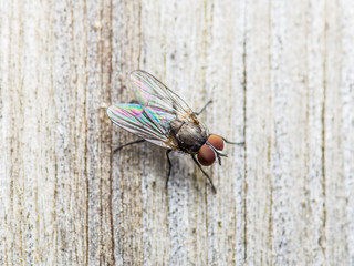 Little Drosophila Fly Insect on Wooden Wall