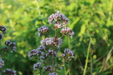 Biene auf Flieder (4)