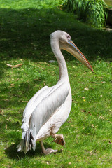     Great White Pelican, Pelecanus onocrotalus 