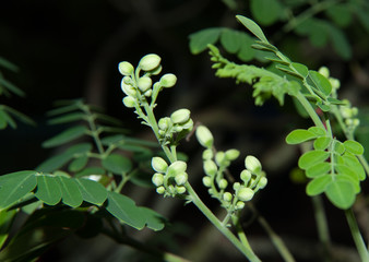 Moringa oleifera - a nutritious vegetable.