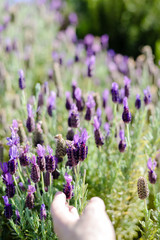 Closeup photography of lavender bushes on sunny outdoors background.