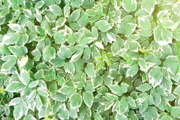 Green leaves texture