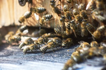 Honey bees working on apiary close up shot.