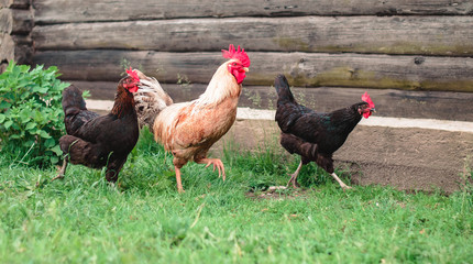 the competitions run from chickens or the past year of the rooster