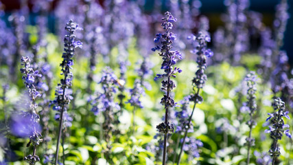 Violet flower in field with blur background