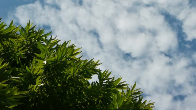 初夏の森　青空と雲