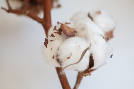 Cotton buds detail