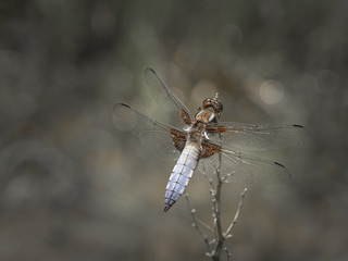 Libelle (Plattbauchlibelle) sitzt auf einem Ast.