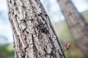 Weaver beetle on a tree