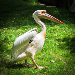     Great White Pelican, Pelecanus onocrotalus 