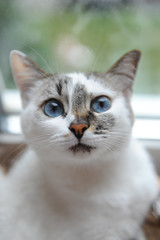 Large portrait of a white cute fluffy blue-eyed cat. Window in the background