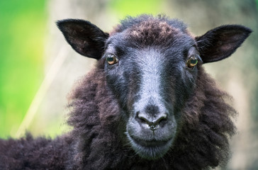 Black sheep looking curios at close-up photo