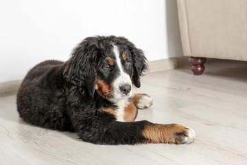 Cute funny dog lying on floor at home