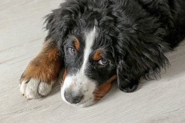 Cute funny dog lying on floor at home, closeup