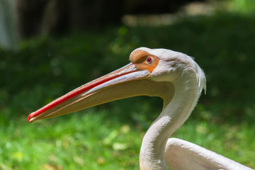     Great White Pelican, Pelecanus onocrotalus, head, profile
