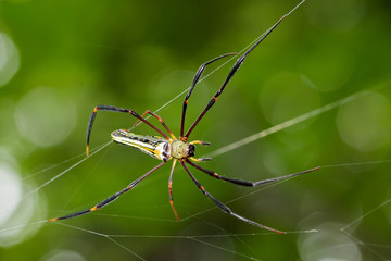 Image of Spider Nephila Maculata, Gaint Long-jawed Orb-weaver (female) in the net. Insect Animal