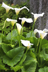 Weiße Calla mit vielen weißen Blüten  (Zantedeschia)