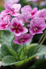 Drehfrucht Blühpflanze (Streptocarpus)