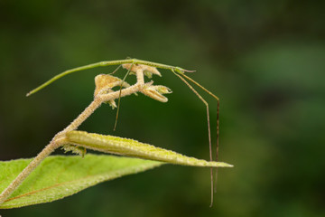 Image of a siam giant stick insect on nature background. Insect Animal
